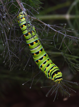 Black Swallowtail caterpillar